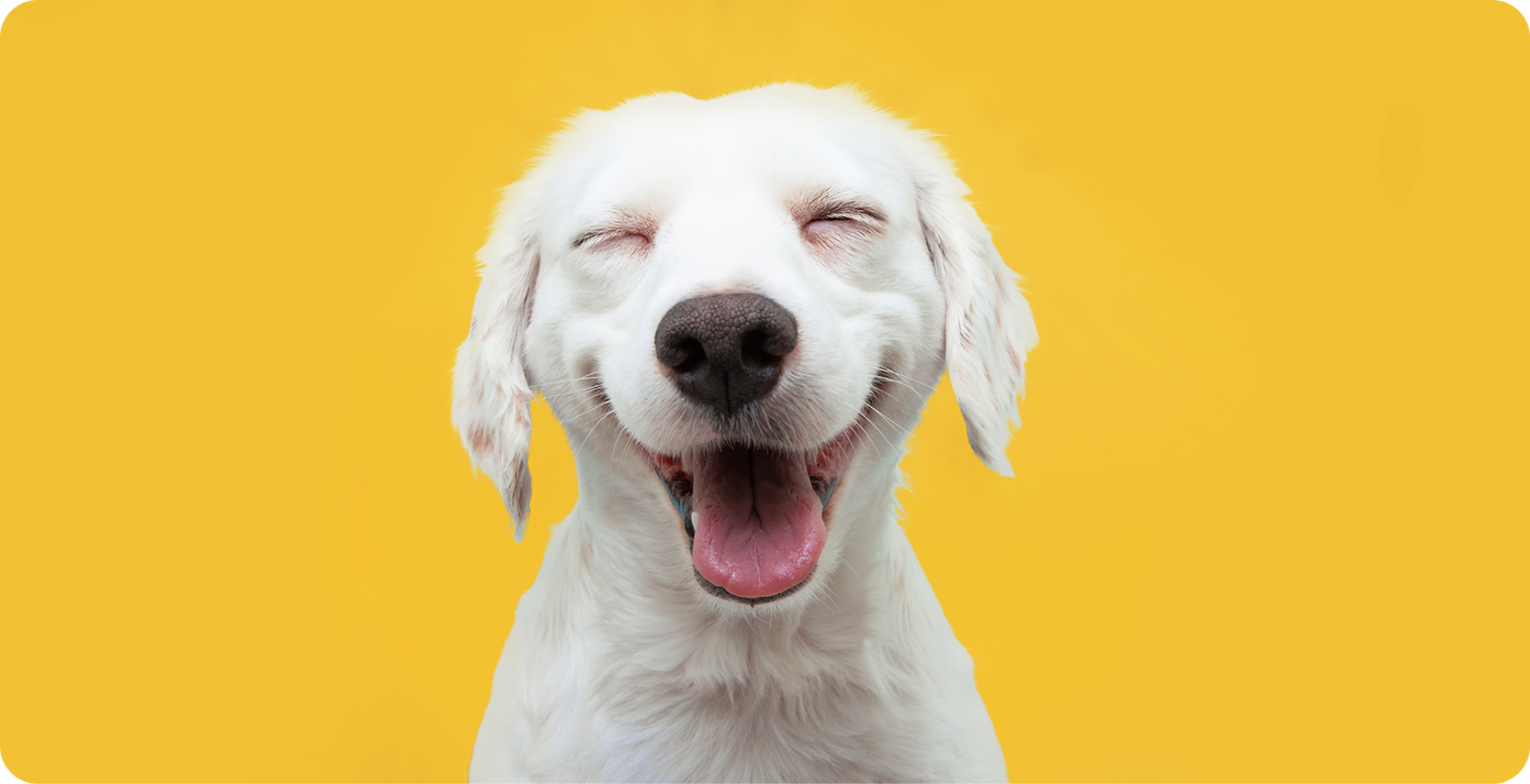 10 علامات على أن كلبك سعيد