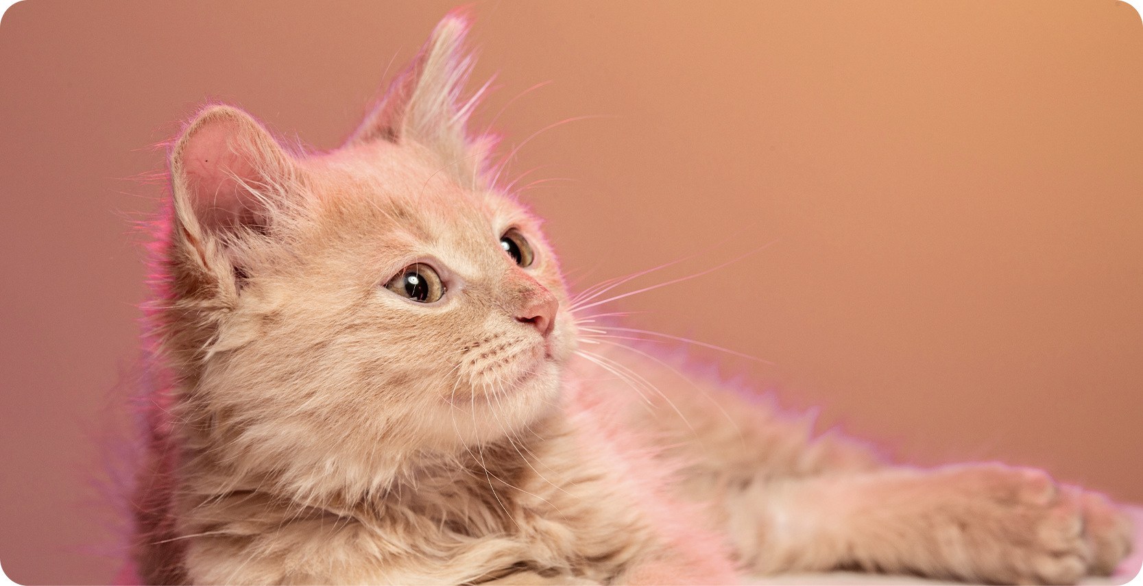 4 signs your cat expecting